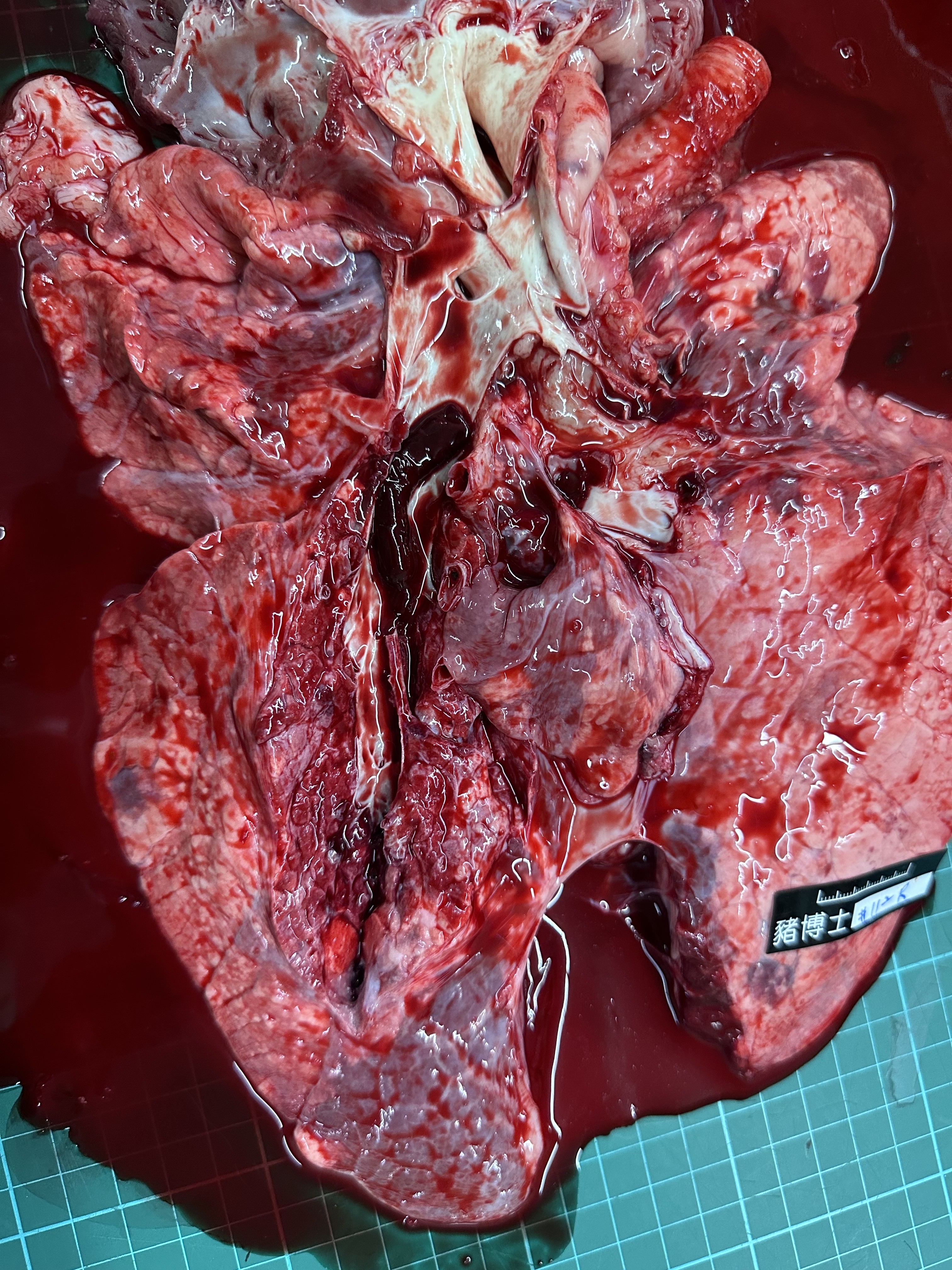 Porcine Pulmonary Photo